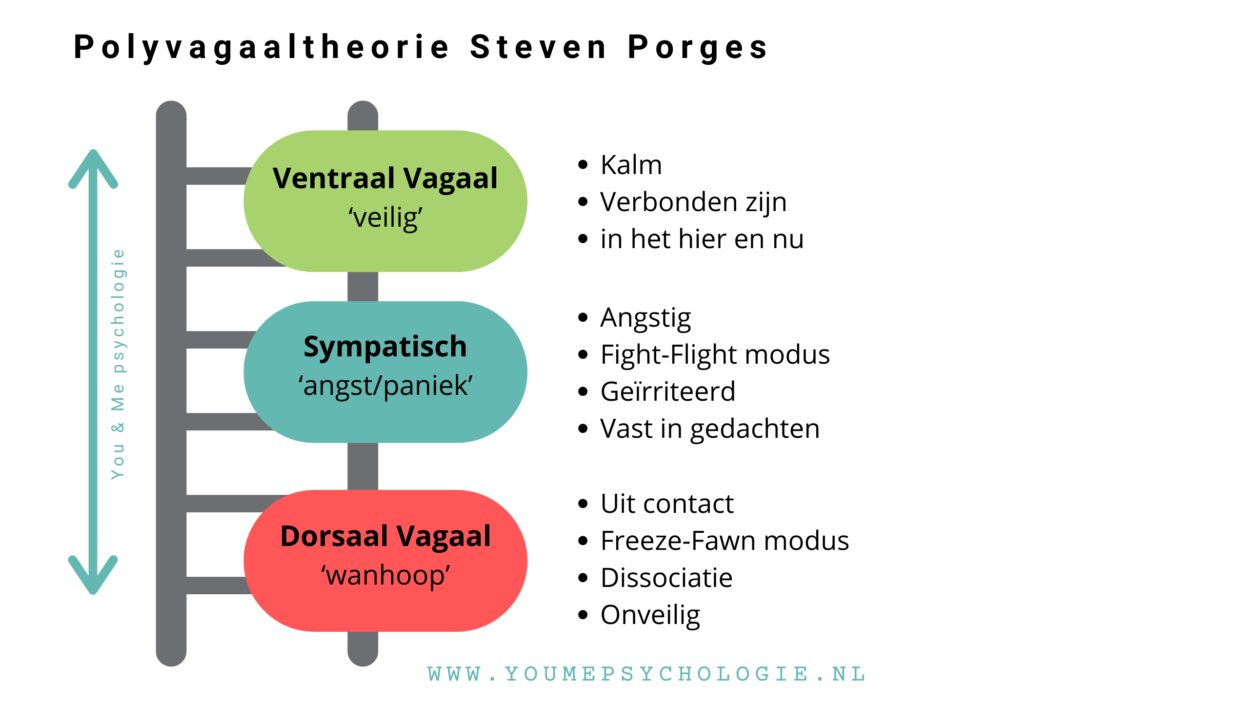 polyvagaaltheorie